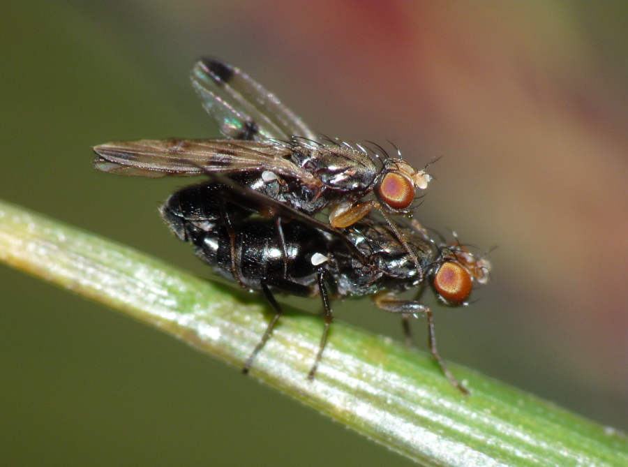 Geomyza tripunctata - Opomyzidae